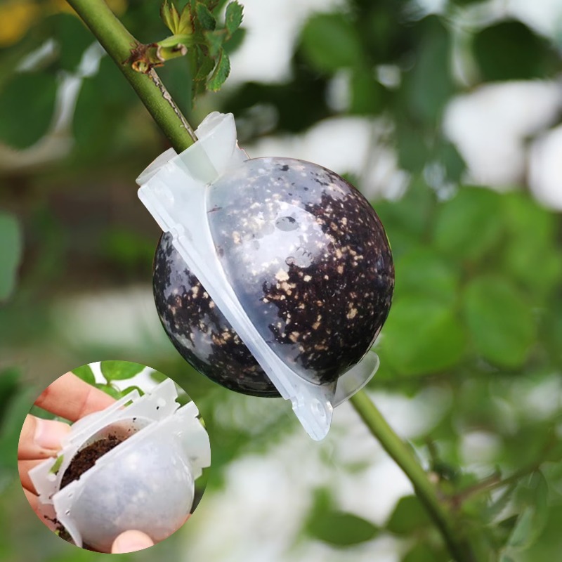 5/30 Stück Pflanzen-Wurzelball – Plant Parents Bewertung und Preis