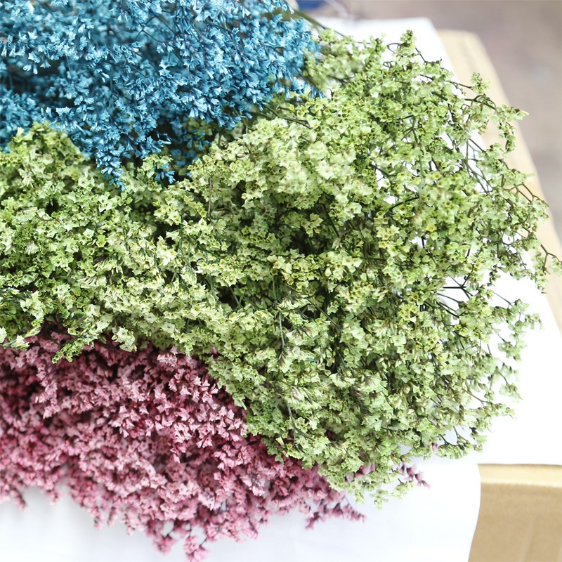 Natürliche Frische Getrocknete – Plant Parent Gifts Bewertung und Preis