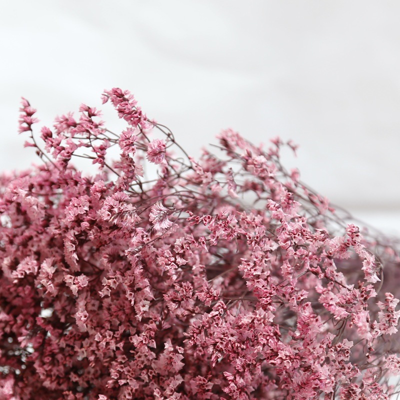 Natürliche Frische Getrocknete – Plant Parent Gifts Bewertung und Preis