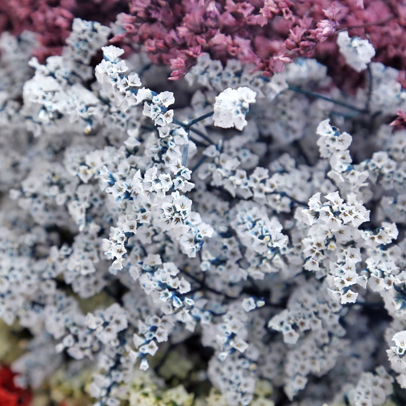 Natürliche Frische Getrocknete – Plant Parent Gifts Bewertung und Preis