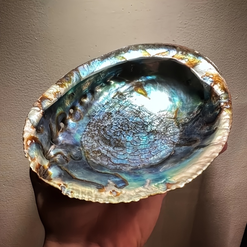 Abalone-Muschel-Pflanzgefäße,  – Plant Parents Bewertung und Preis