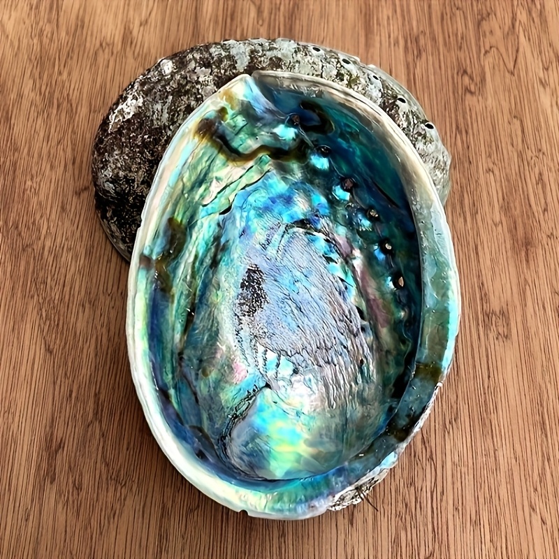Abalone-Muschel-Pflanzgefäße,  – Plant Parents Bewertung und Preis