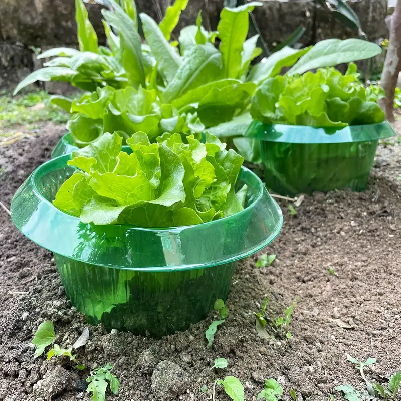 Pflanzen Slug Schutz Ringe Gem – Plant Parents Bewertung und Preis