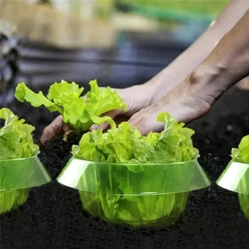 Pflanzen Slug Schutz Ringe Gem – Plant Parents Bewertung und Preis
